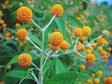 orange valls|Buy orange ball tree Buddleja globosa